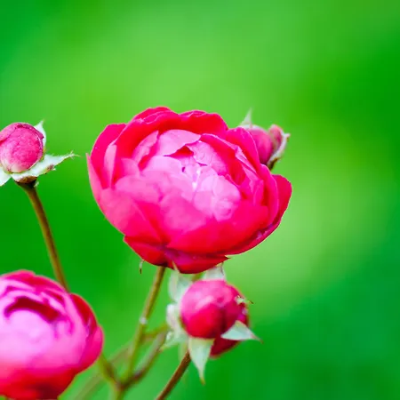 Szálloda Heritage Martinis Marchi Maslinica